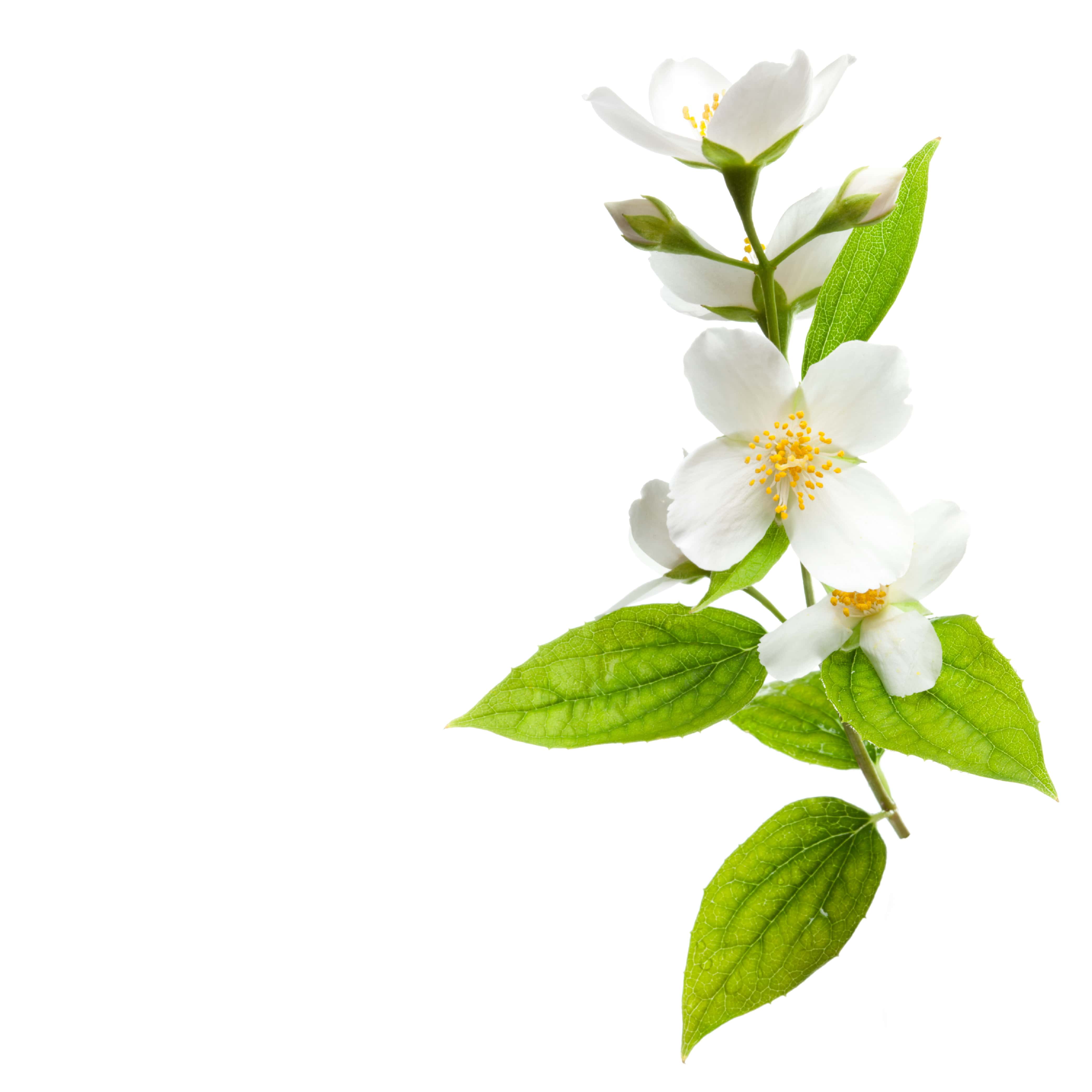 NO. 72 Fragrance Oil for Soaps & Candles - White Tea