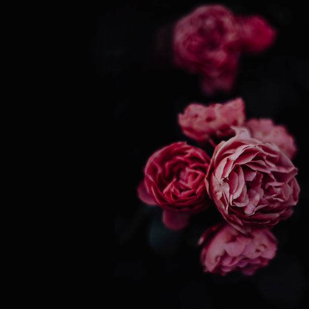 NO. 1600 Fragrance Oil for Soaps & Candles - Inspired by: Bombshell by Victoria's Secret