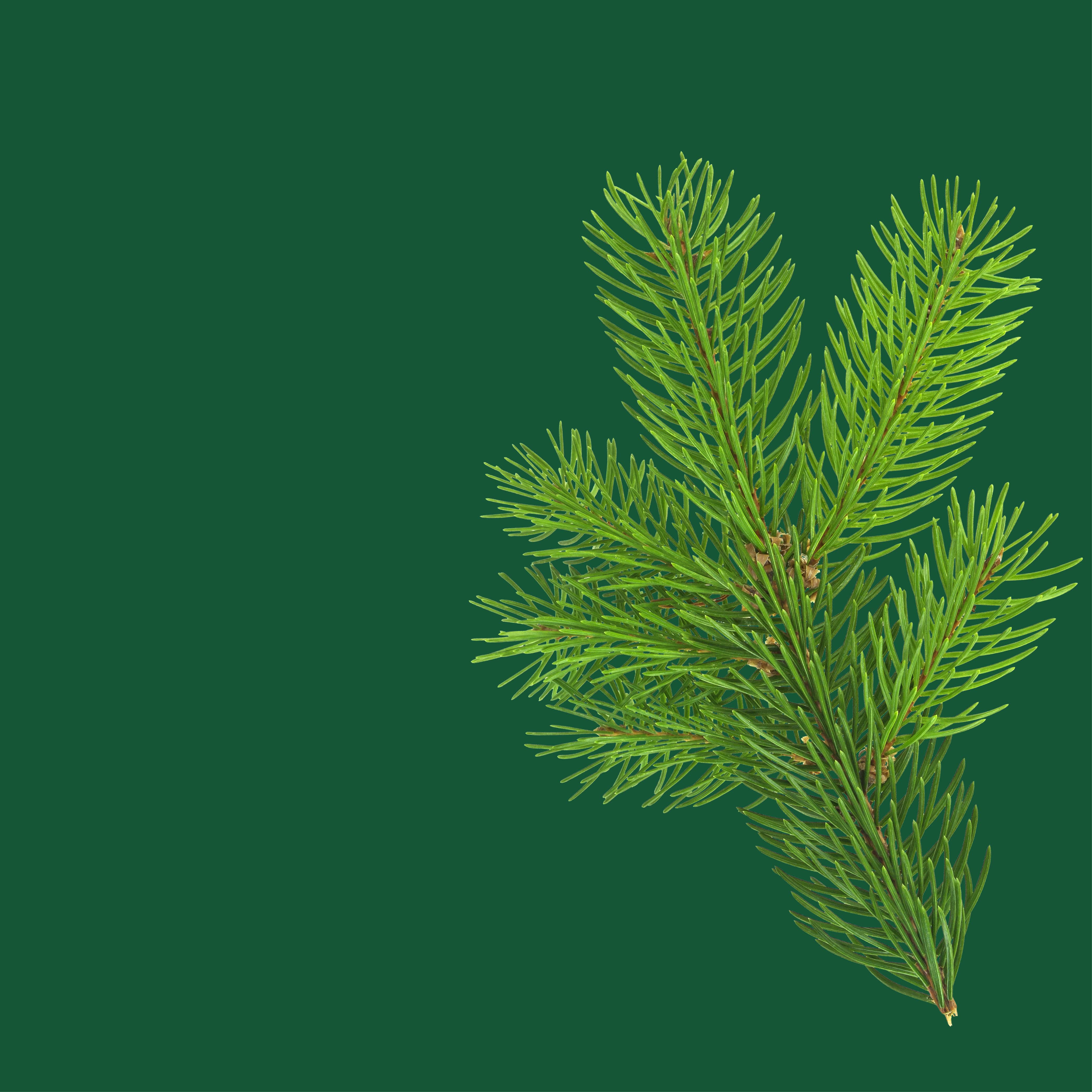 NO. 2000 Fragrance Oil for Soaps & Candles - Inspired by: Fierce by Abercrombie & Fitch