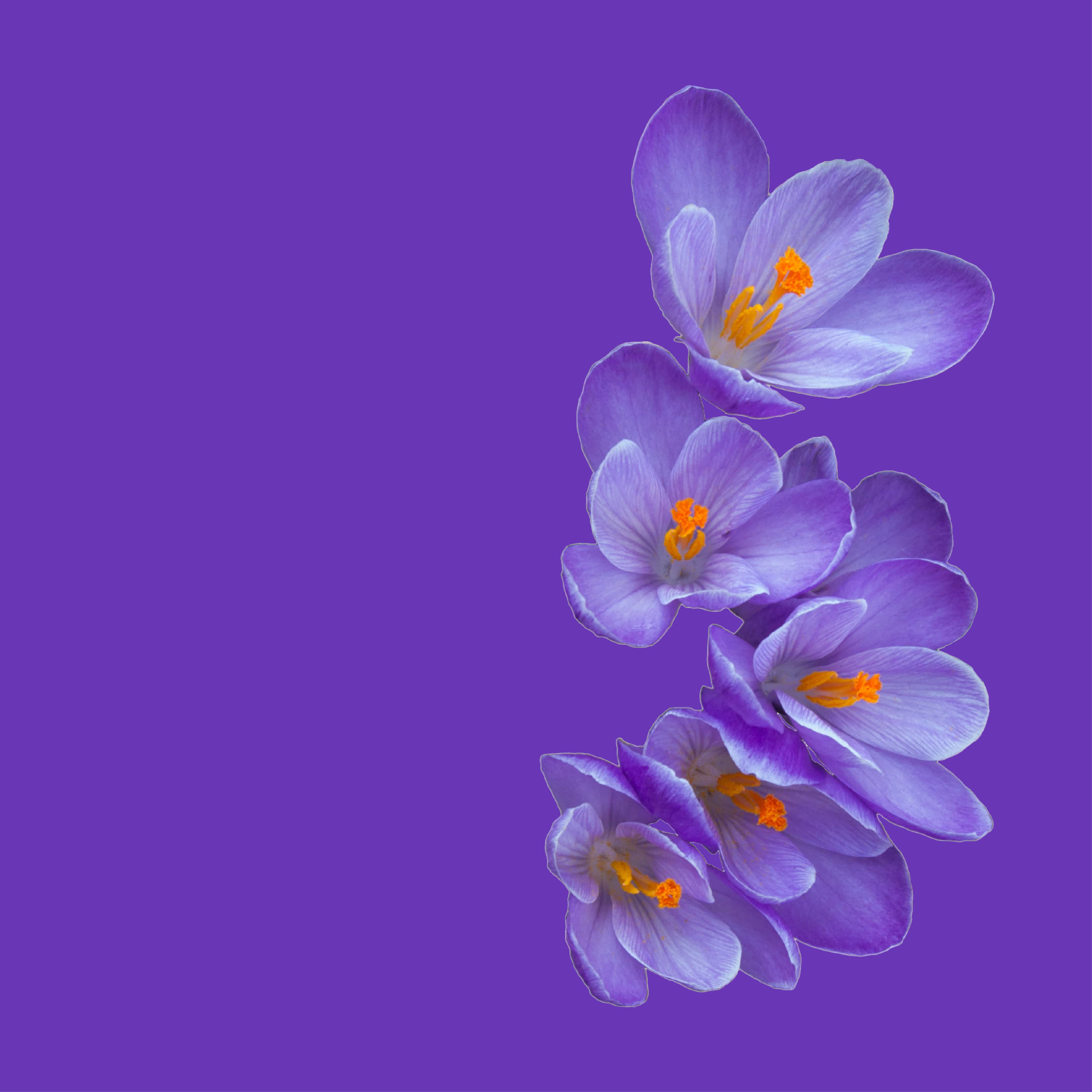 NO. 31 Fragrance Oil for Cold Air Diffusers - Flannel