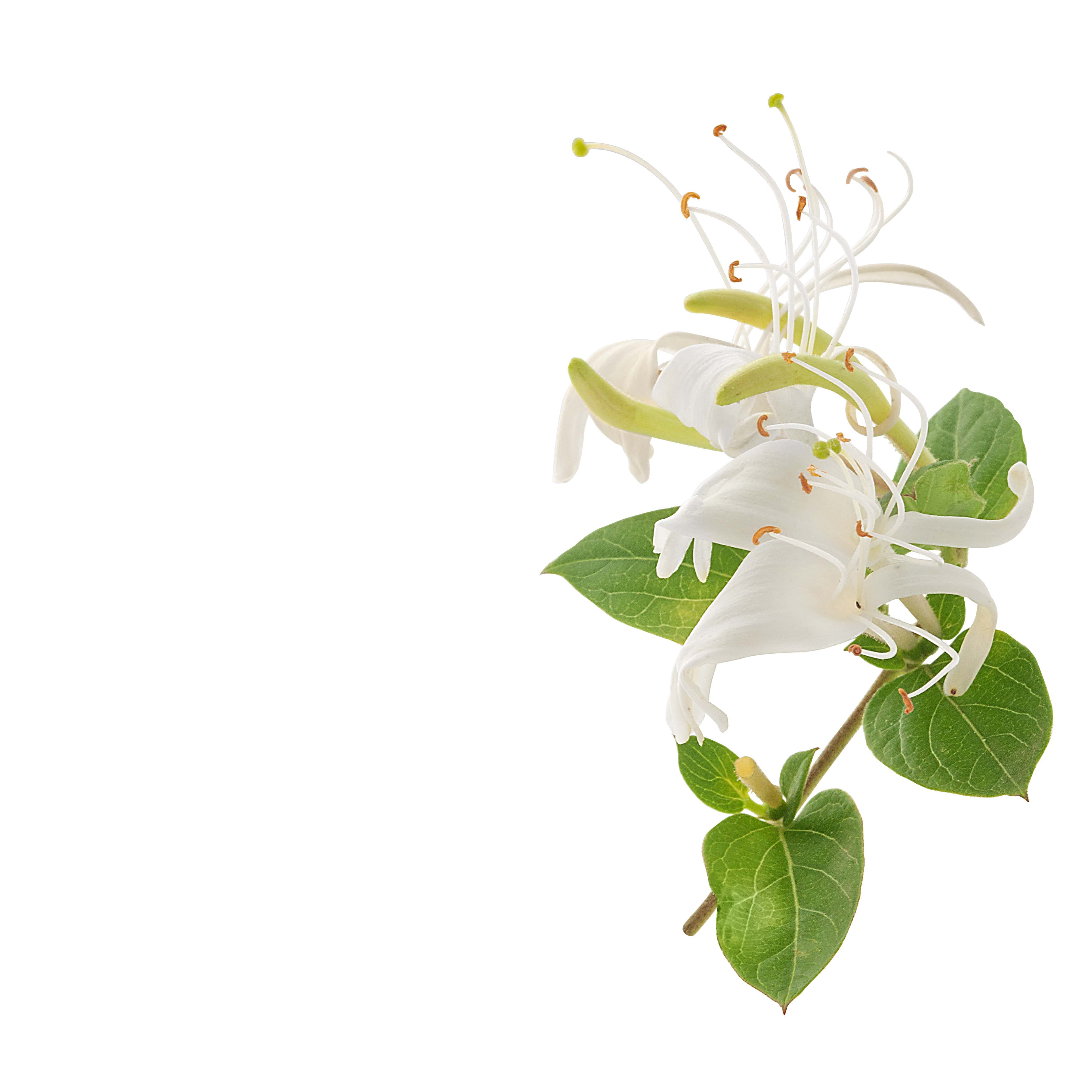 NO. 42 Fragrance Oil for Soaps & Candles - Honeysuckle