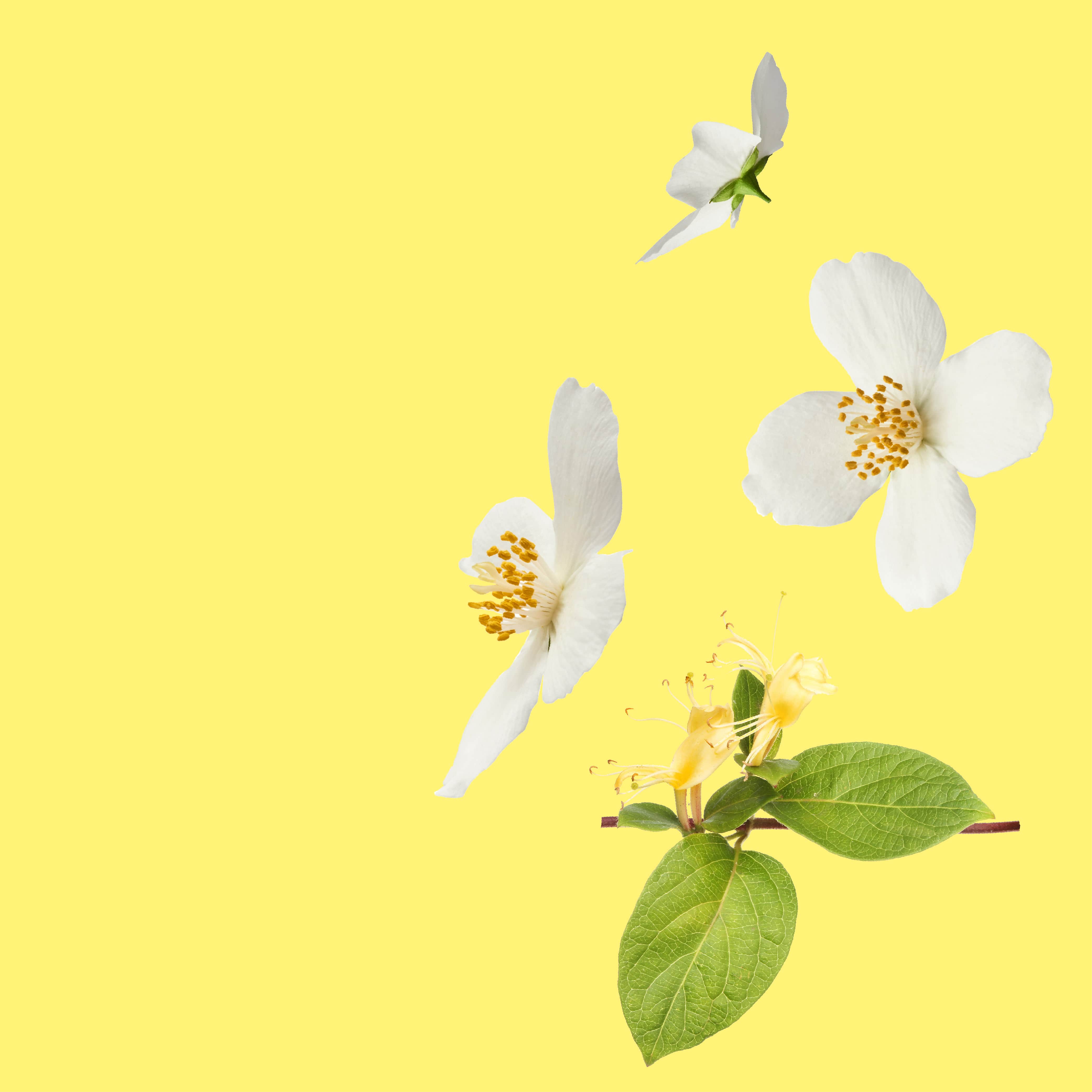 NO. 43 Fragrance Oil for Cold Air Diffusers - Honeysuckle & Jasmine