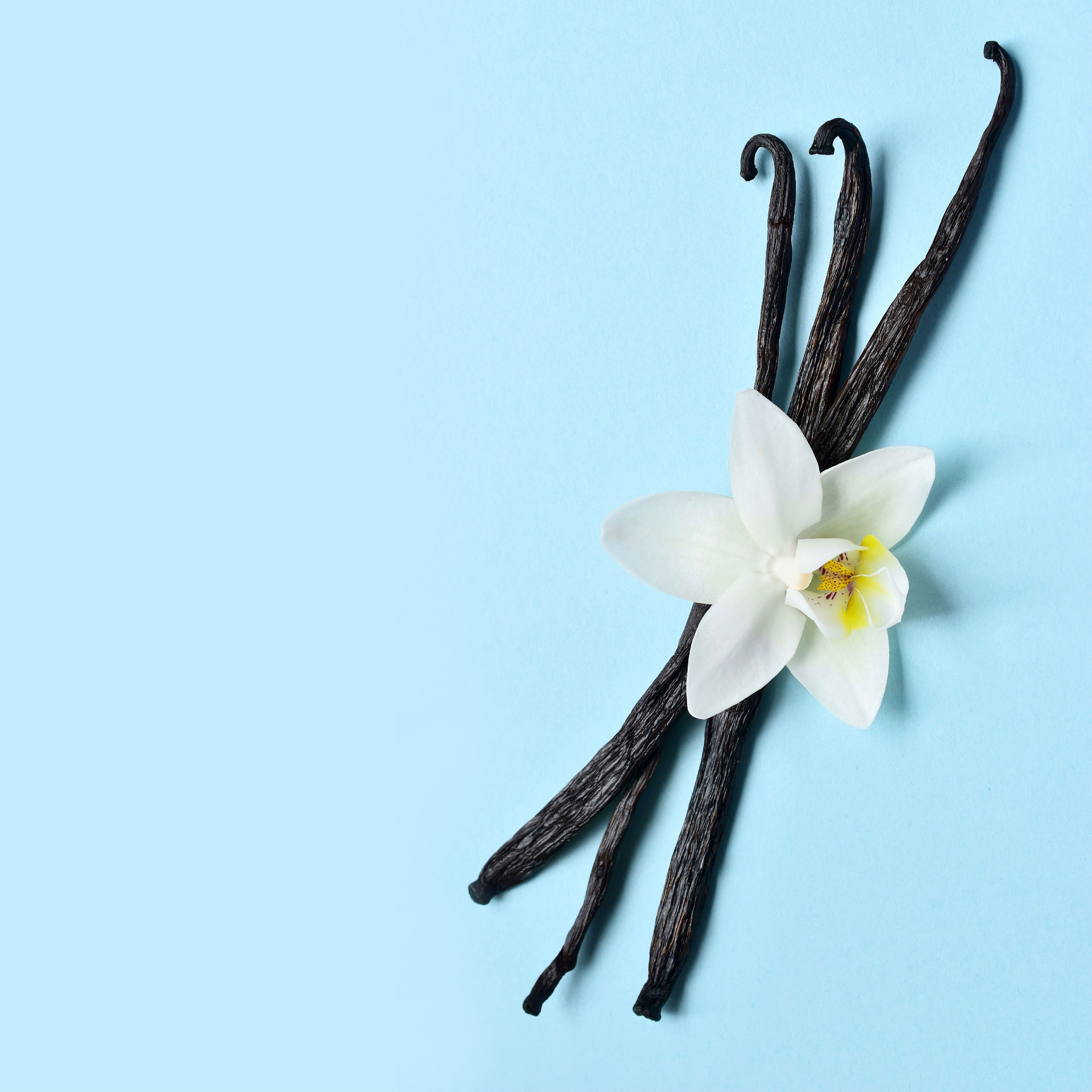 NO. 1113 Fragrance Oil for Soaps & Candles - Inspired by: Iced Vanilla Woods by Bath & Body Works