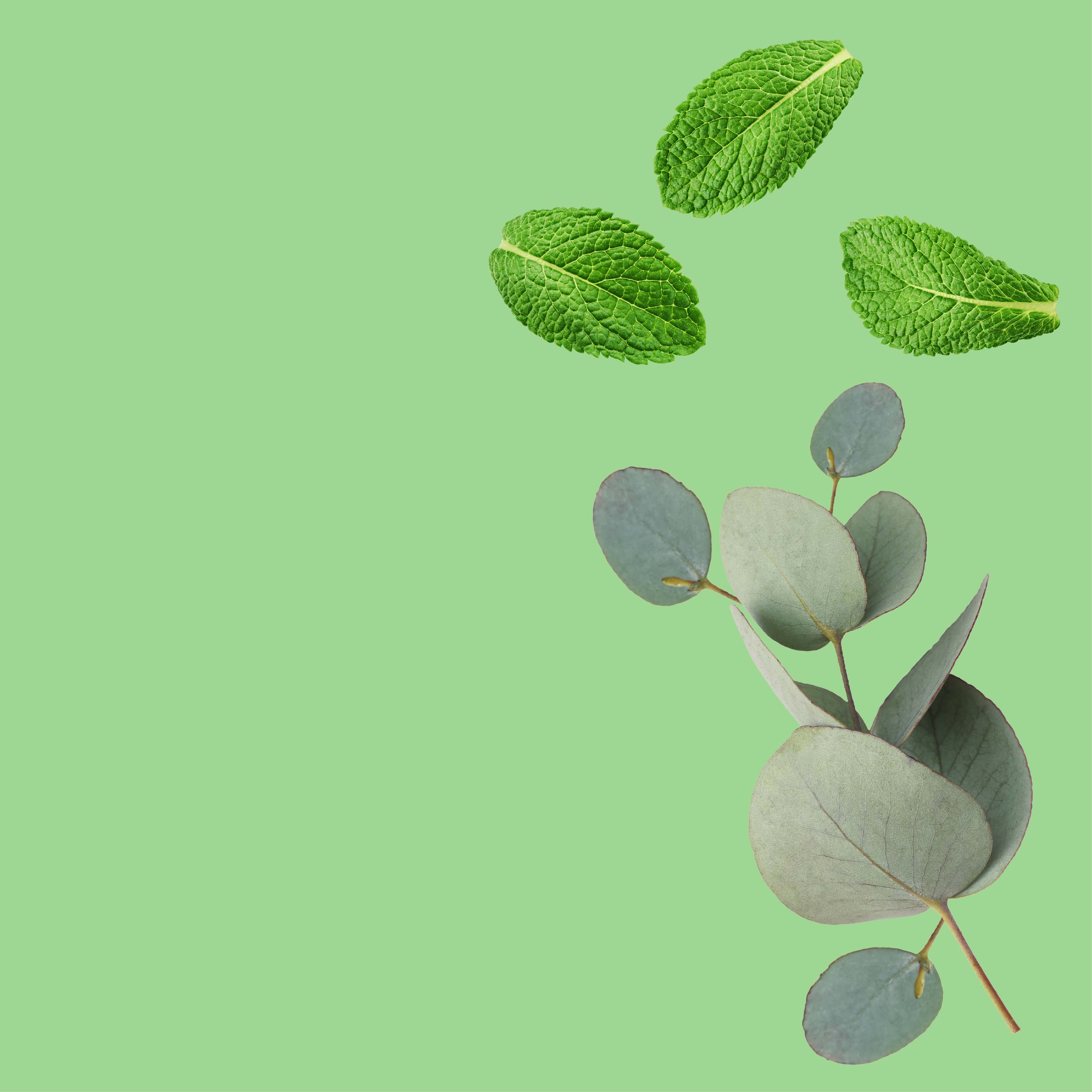 NO. 1112 Fragrance Oil for Cold Air Diffusers - Inspired by: Eucalyptus Spearmint by Bath & Body Works