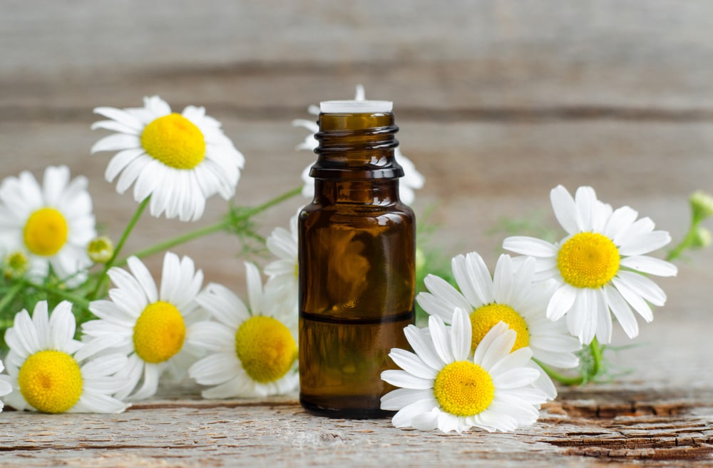 Nature’s Most Soothing Gift: Roman Chamomile Essential Oil