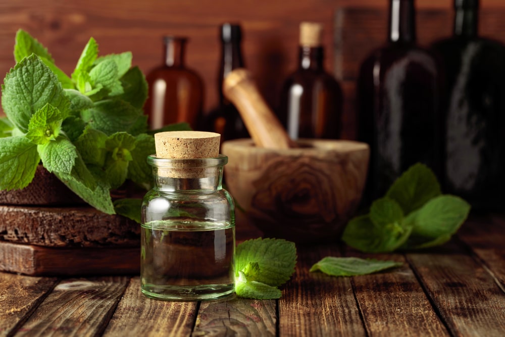 Can You Spray Peppermint Oil On Plants?