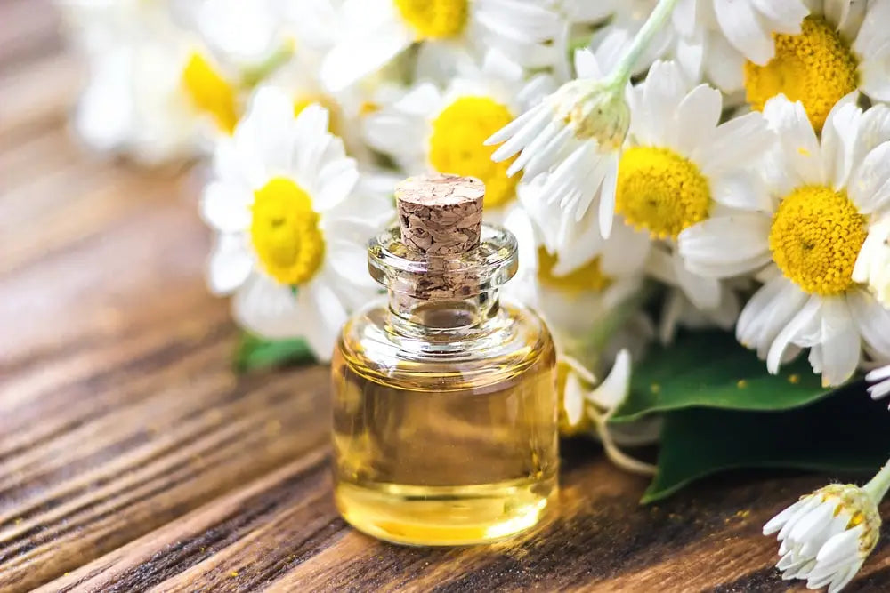 Getting To Know Chamomile Essential Oils