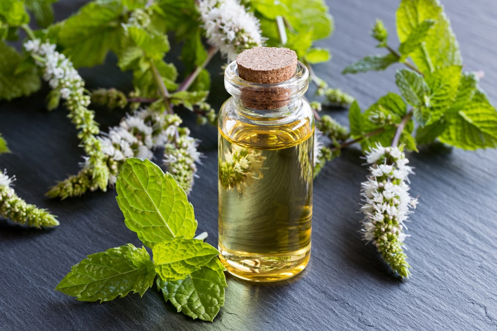 Does Peppermint Essential Oil Repel Mosquitoes