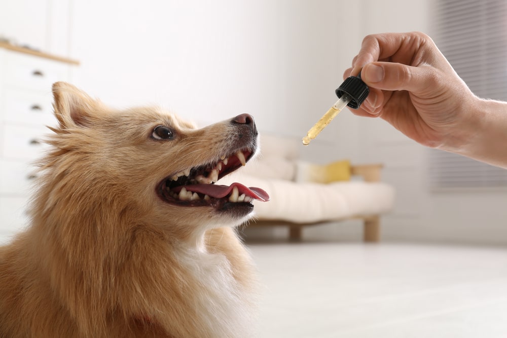 Is Orange Essential Oil Safe For Dogs