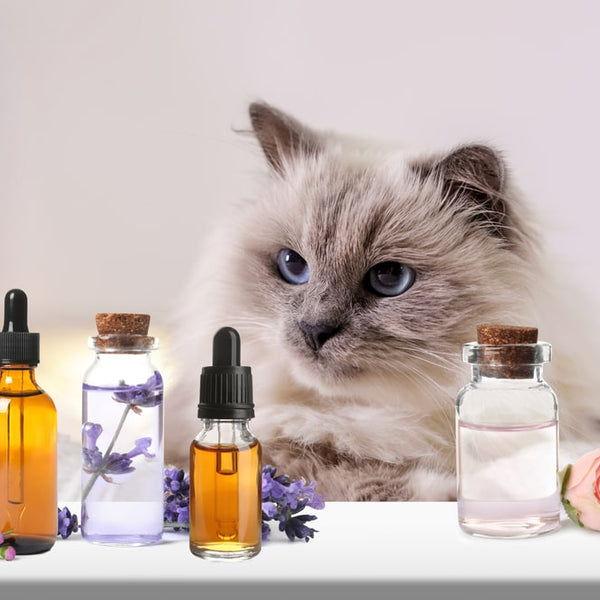 Is Vanilla Essential Oil Safe For Cats?