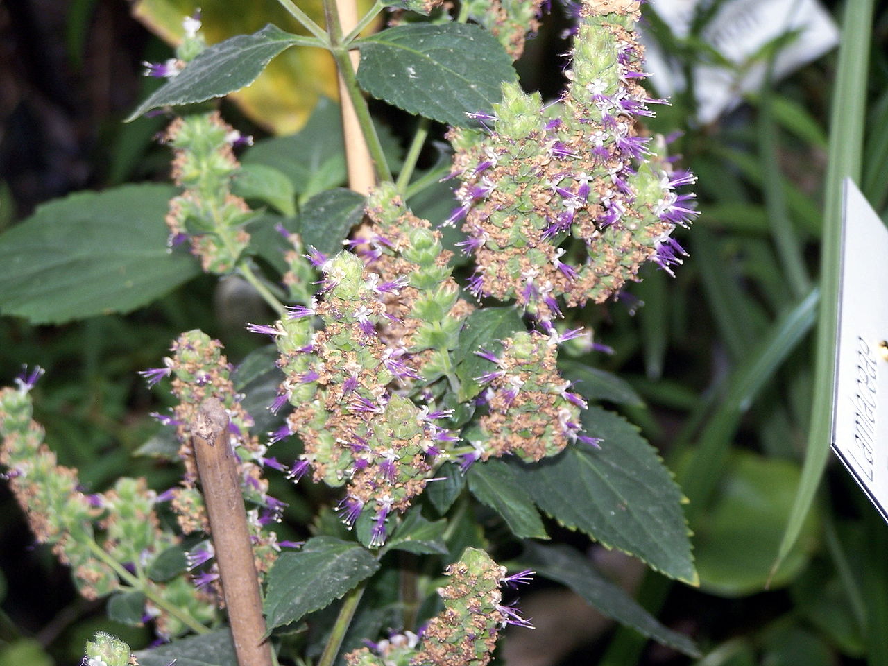 Patchouli Essential Oil Recipes