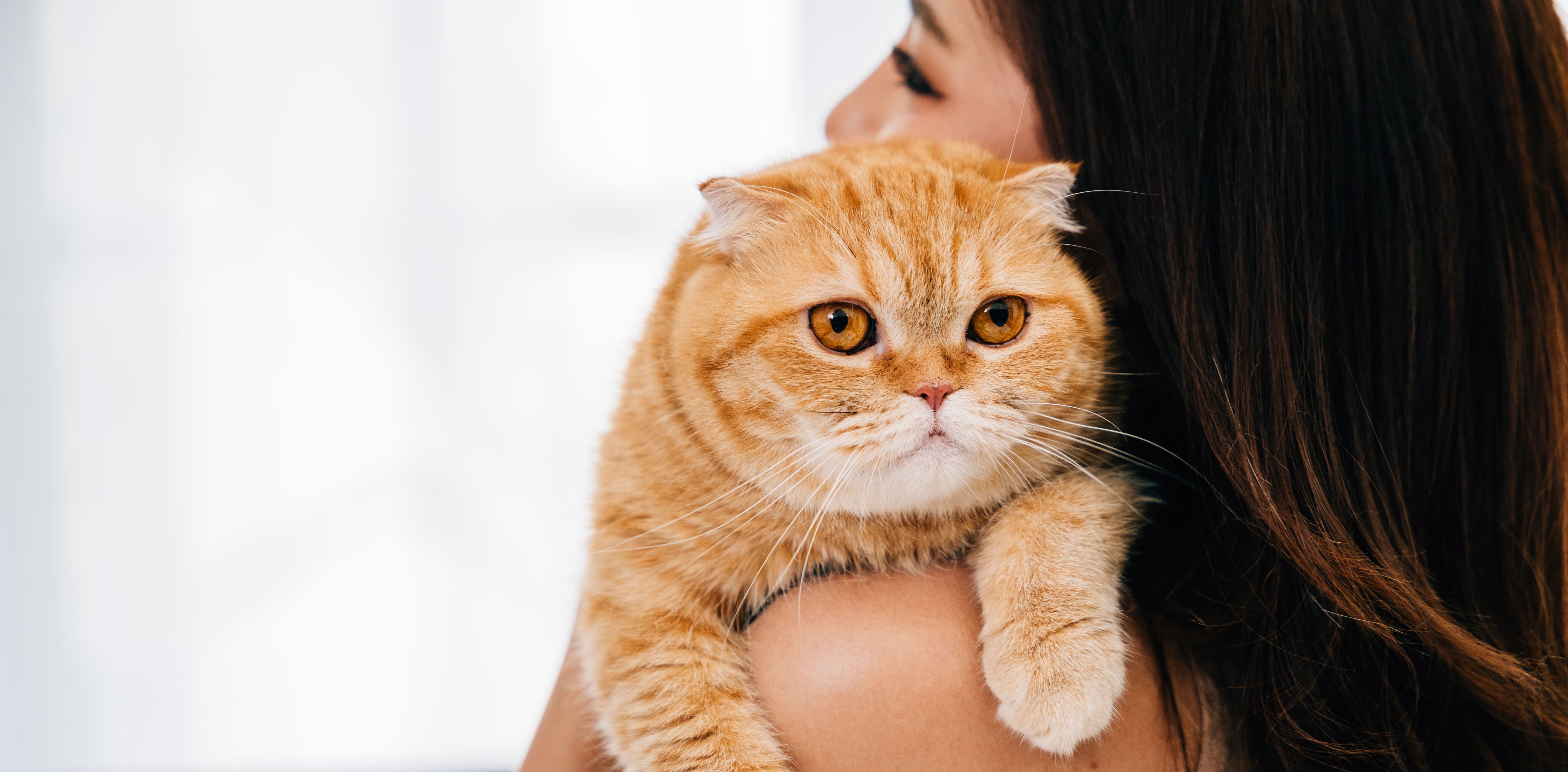 Is Cedarwood Oil Safe for Cats?