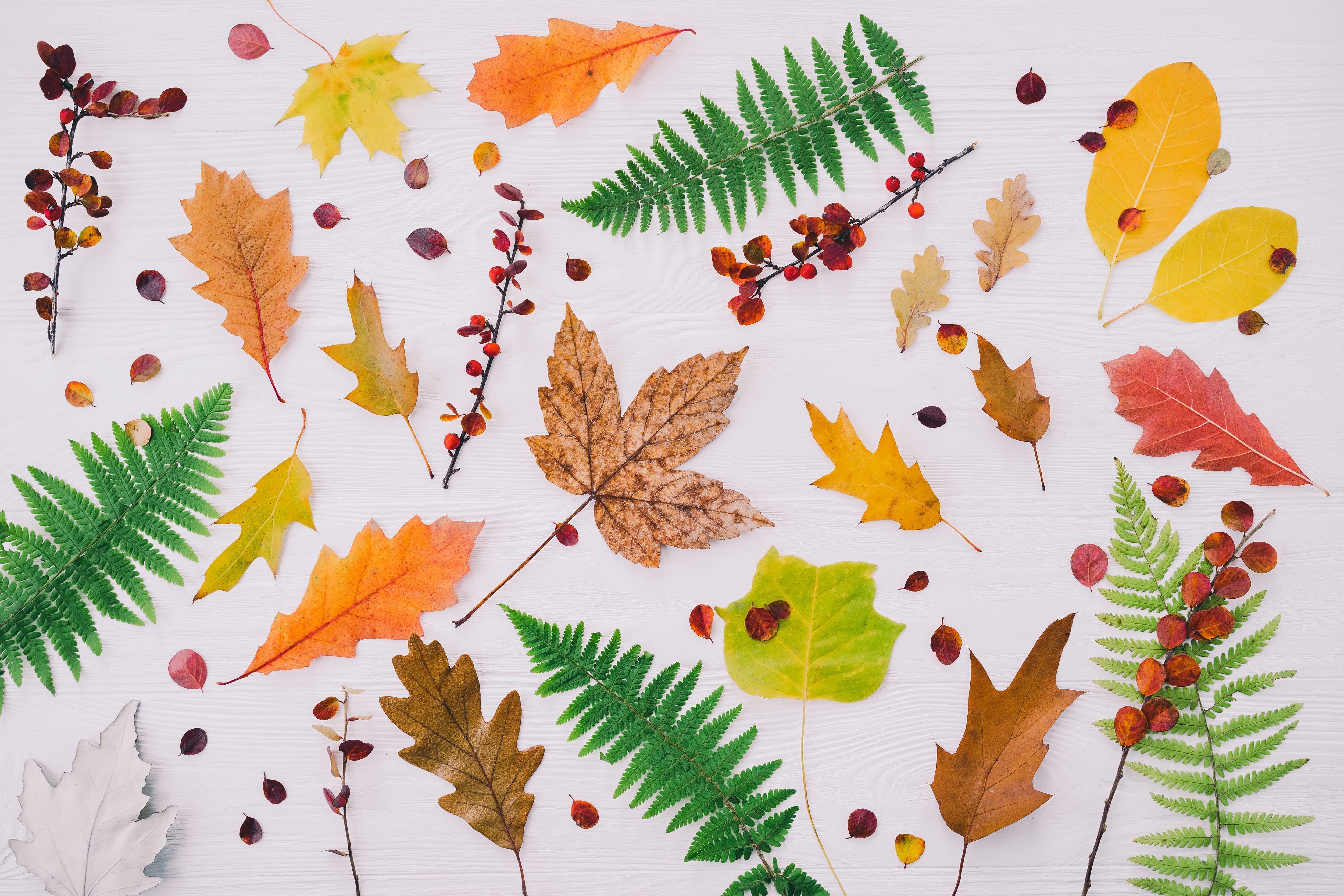 Leaves By BBW - Fragrance Oil Of The Week