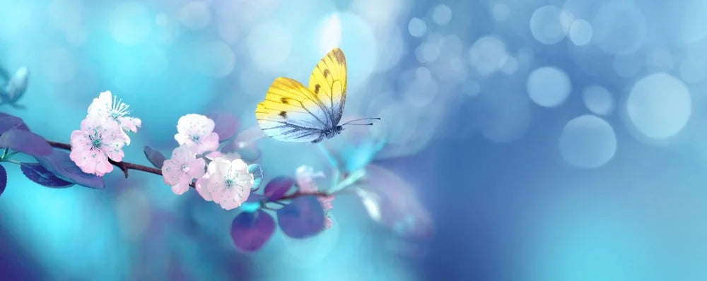 Beautiful Blue Yellow Butterfly