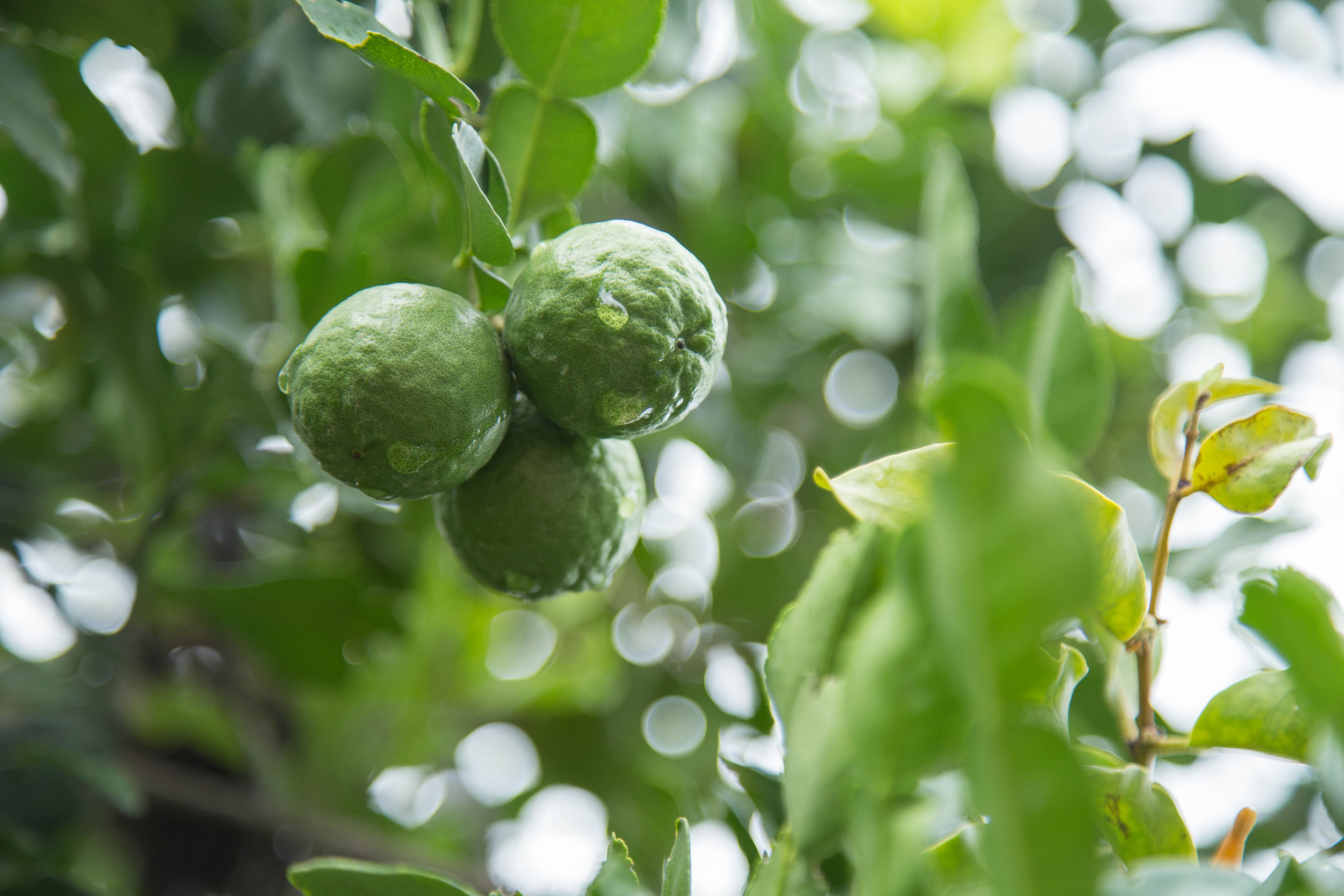 Bergamot Metaphysical