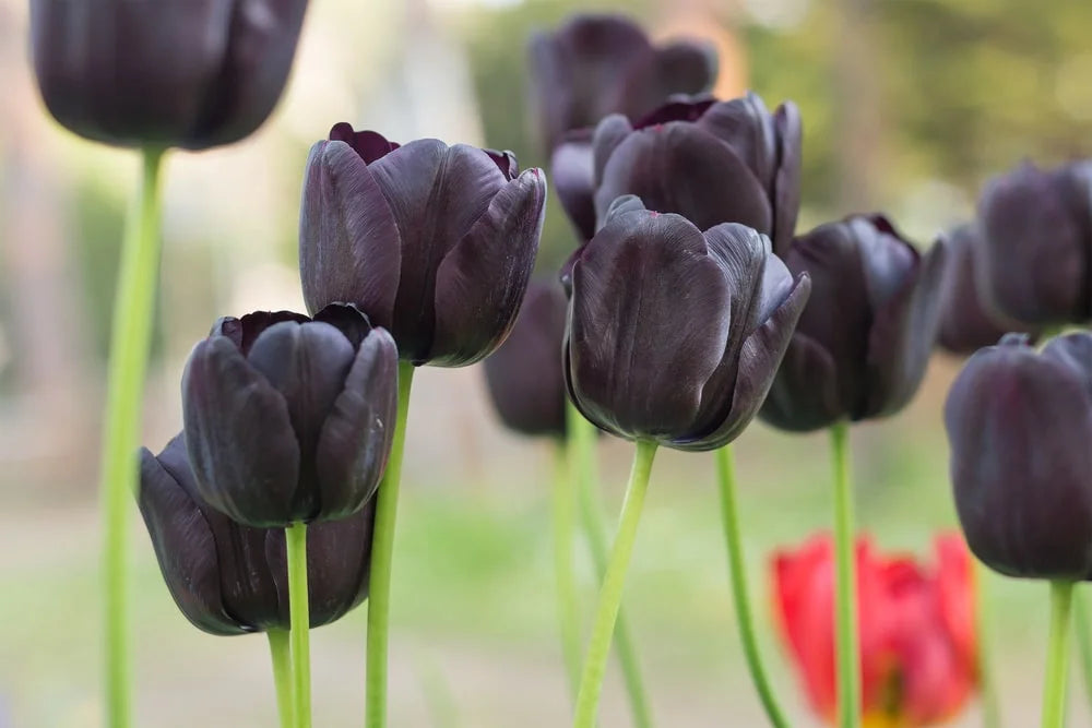 Black gothic tulip