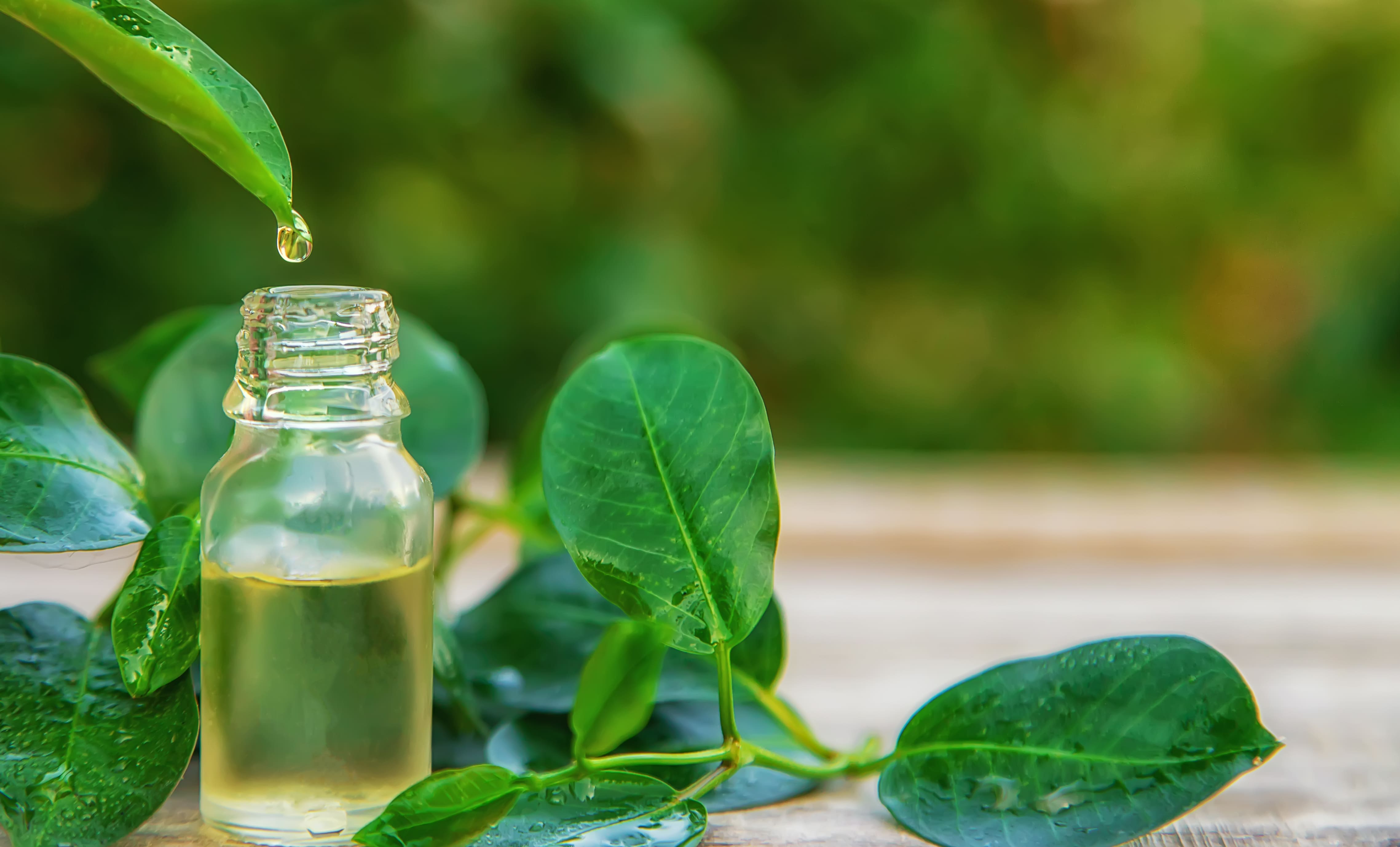 The Magic Of Tea Tree Essential Oil