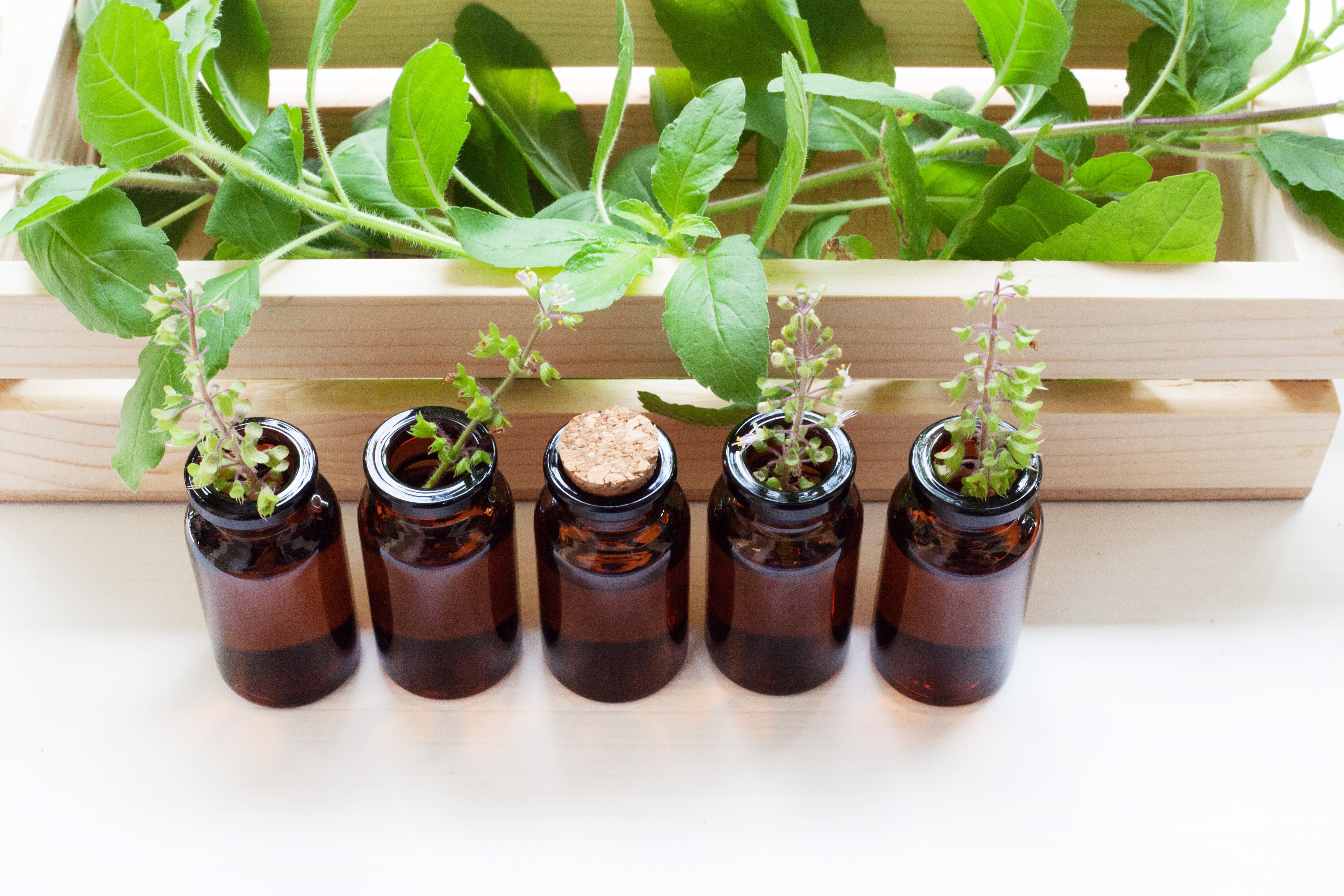 Do Plants Speak The Voice of God?