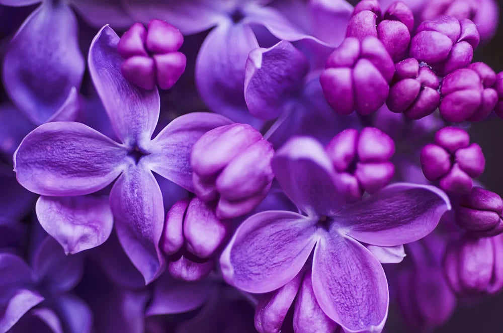 NO. 49 - Lilac Blossom Fragrance Oil Of The Week