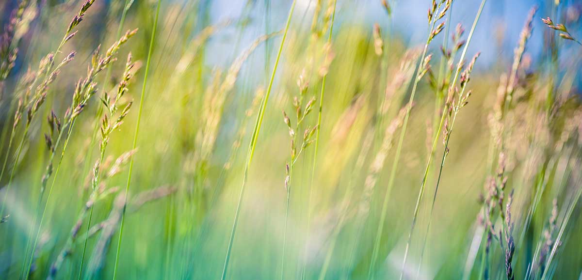 Essential Oils for Uplifting Mood