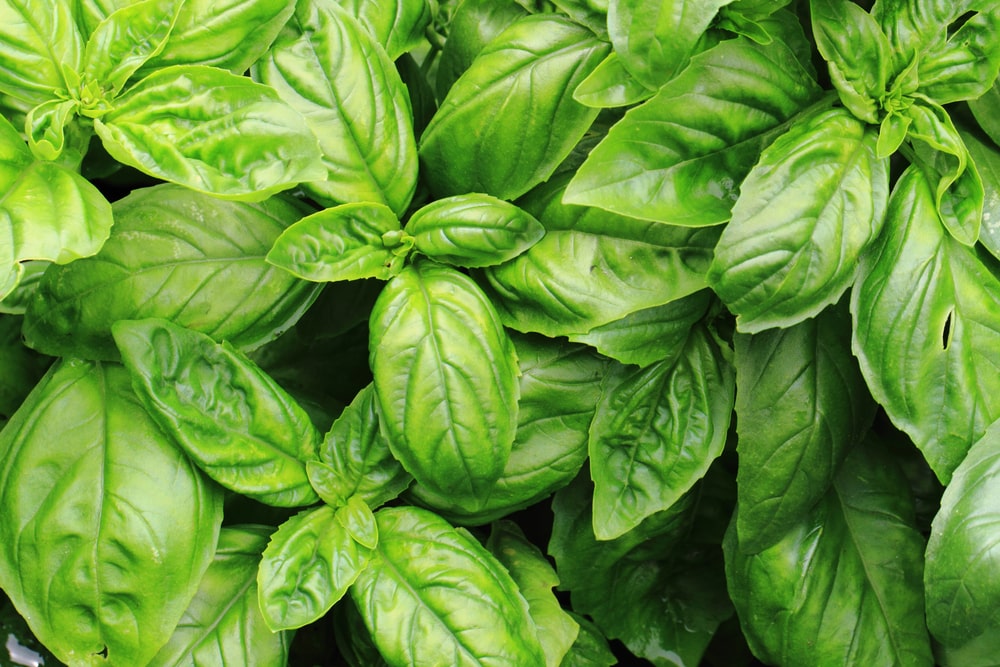What Is Sweet Basil Essential Oil Good For?