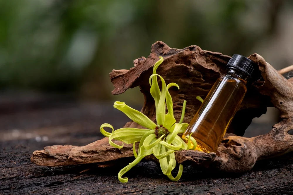 Ylang-ylang flower essential oil cananga odorata
