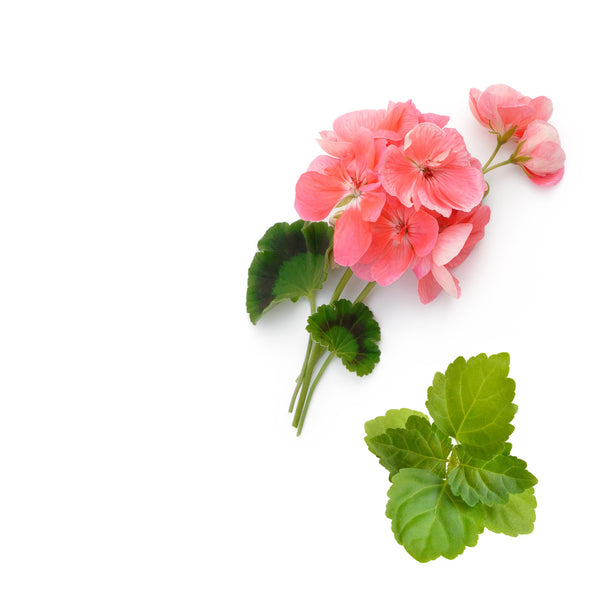 NO. 1202 Fragrance Oil for Cold Air Diffusers - Inspired by: Eau de Minthé by Diptyque