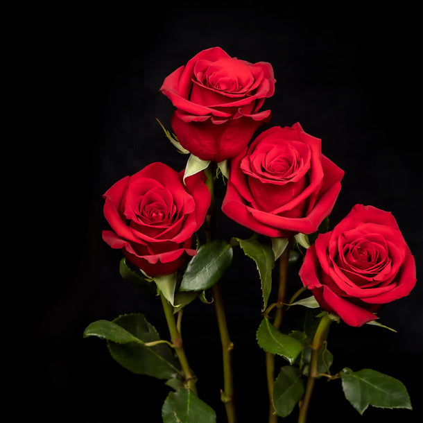 NO. 1302 Fragrance Oil for Cold Air Diffusers - Inspired by: Rose 31 by Le Labo