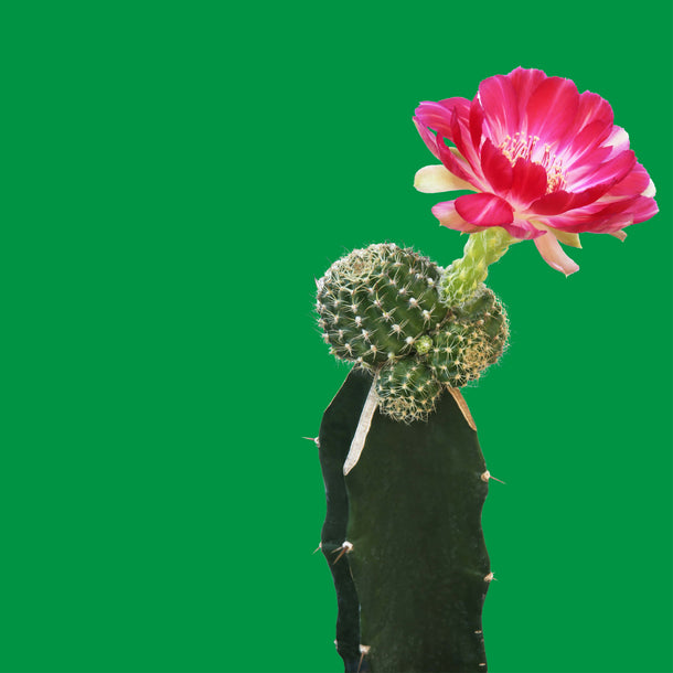 NO. 1105 Fragrance Oil for Soaps & Candles - Inspired by: Cactus Blossom by Bath & Body Works