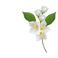 NO. 44 Fragrance Oil for Soaps & Candles - Jasmine