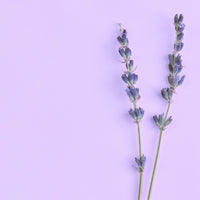 NO. 46 Fragrance Oil for Soaps & Candles - Lavender