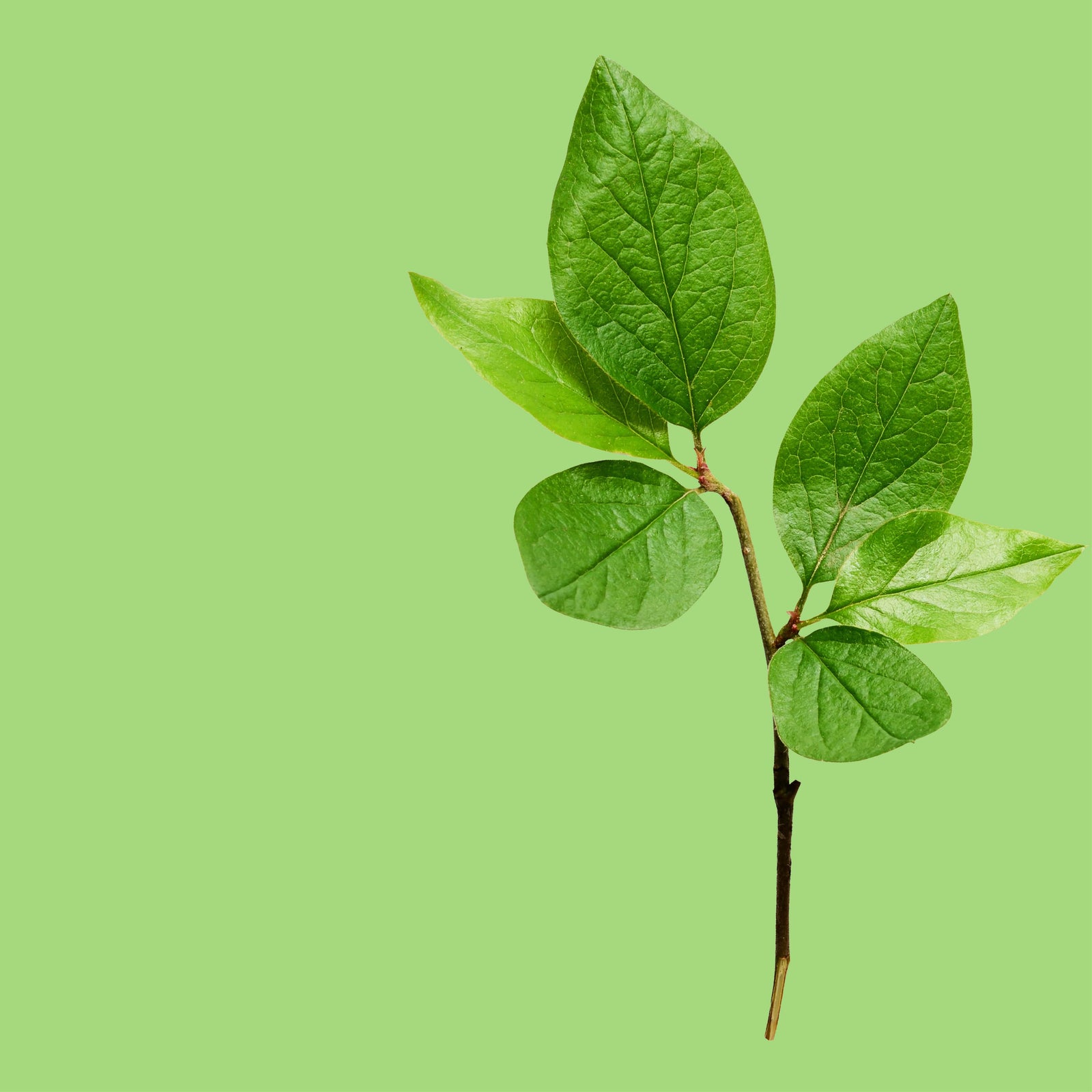 NO. 1115 Fragrance Oil for Cold Air Diffusers - Inspired by: Leaves by Bath & Body Works