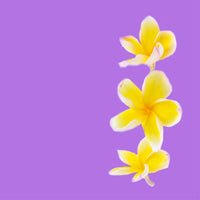 NO. 54 Fragrance Oil for Cold Air Diffusers - Nag Champa