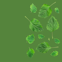 NO. 59 Fragrance Oil for Soaps & Candles - Patchouli