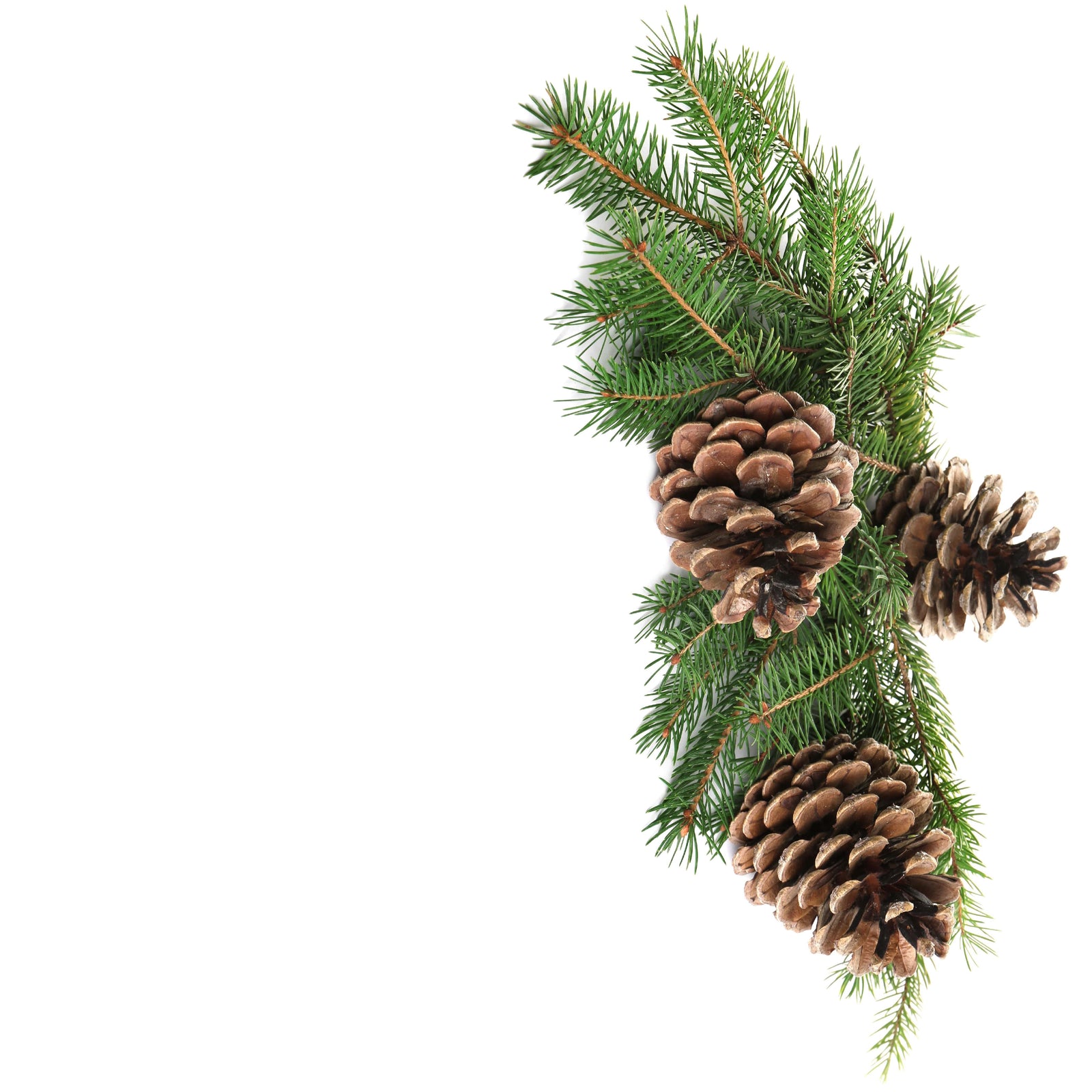 NO. 66 Fragrance Oil for Soaps & Candles - Roasted Pine Cone