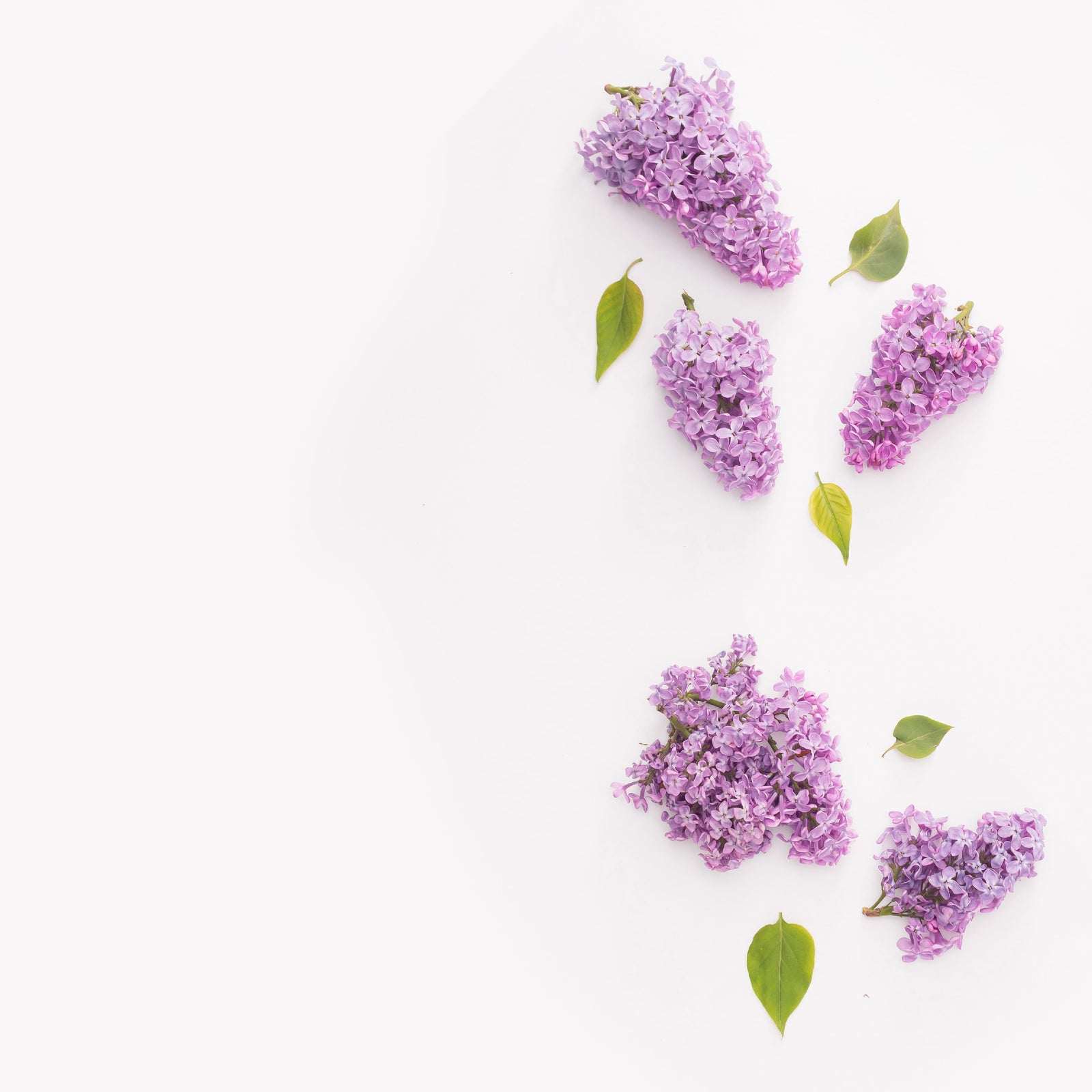 NO. 67 Fragrance Oil for Soaps & Candles - Spa Retreat