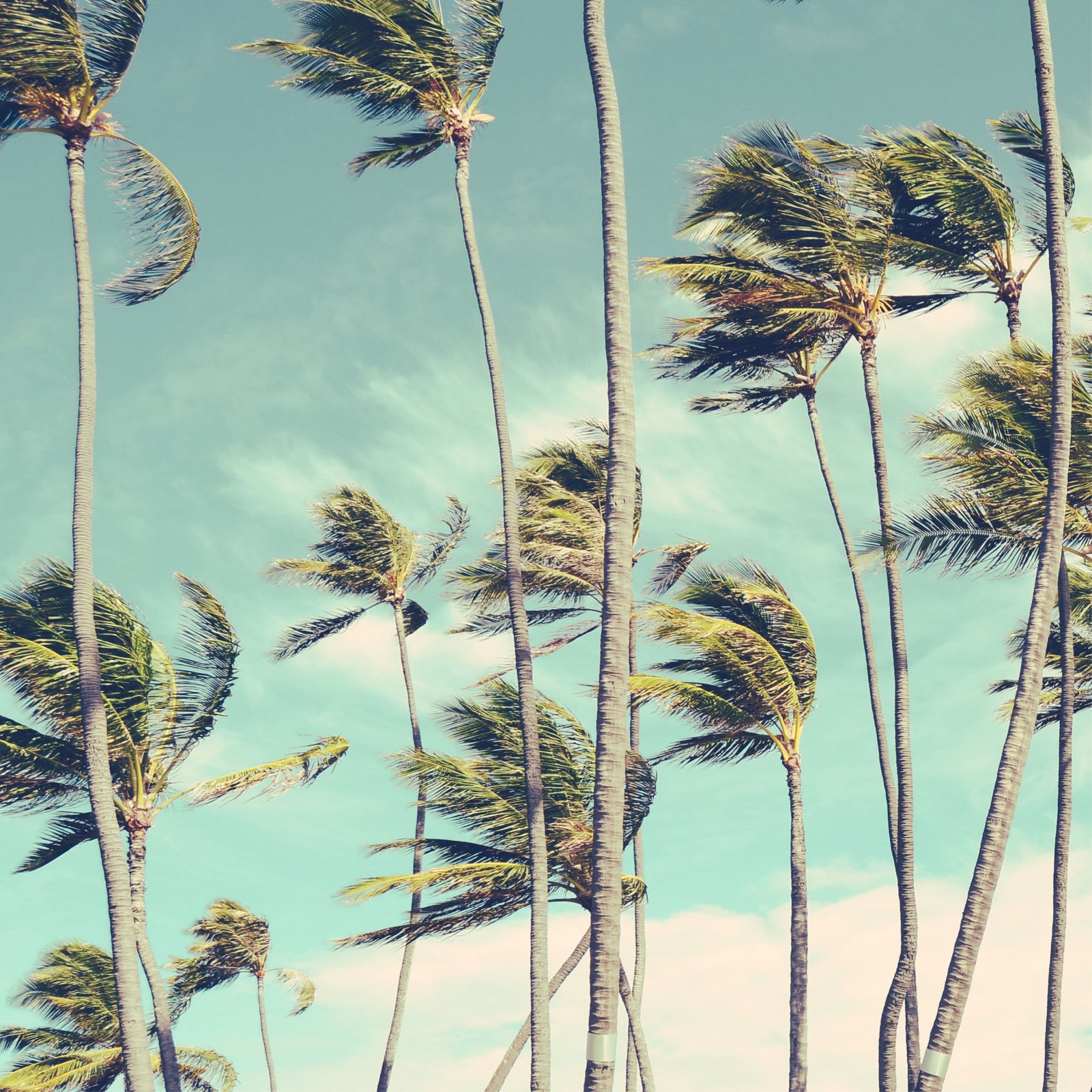 NO. 18 Fragrance Oil for Cold Air Diffusers - Caribbean Breeze