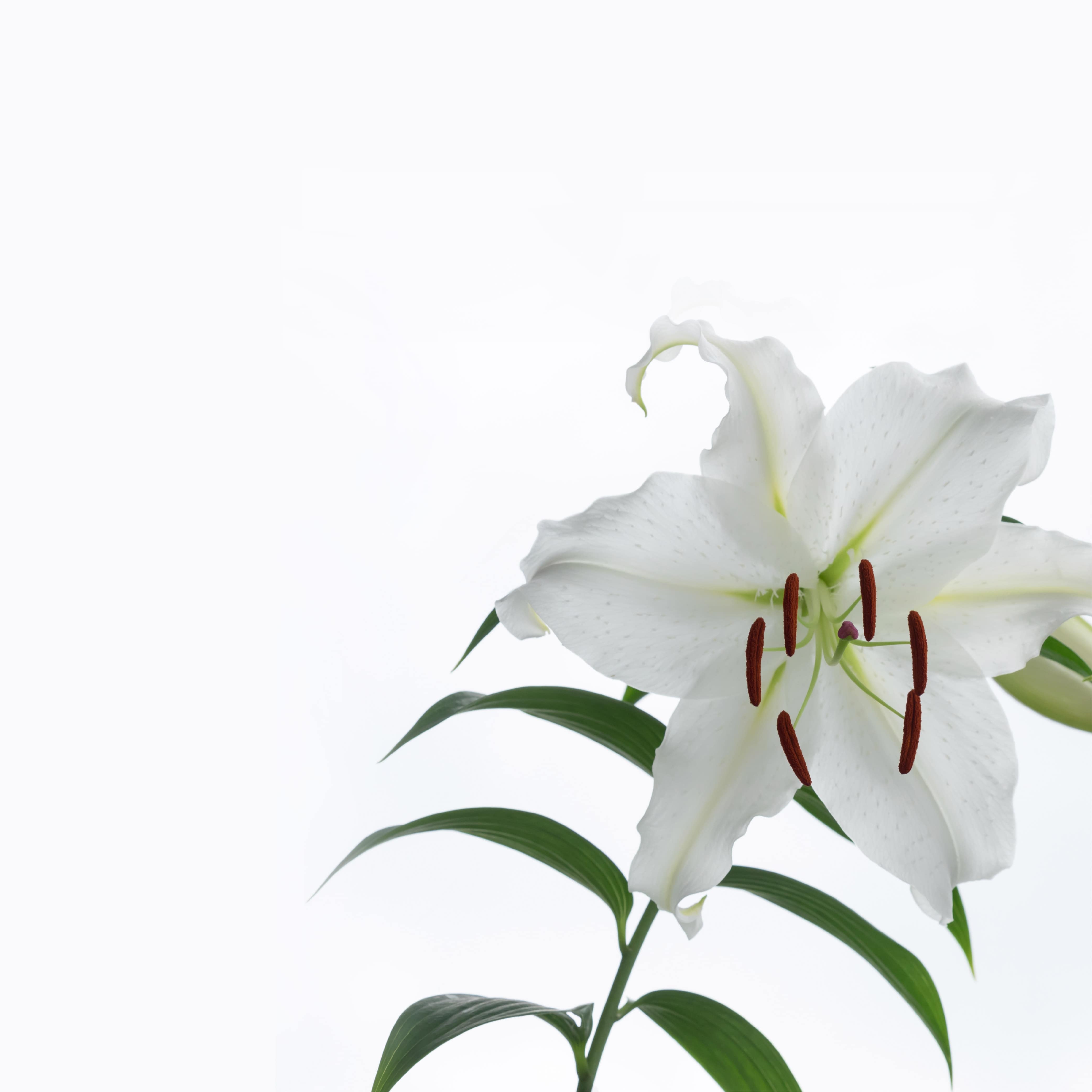 Casablanca Lily by BBW (Our Version Of) Fragrance Oil for Soaps & Candles