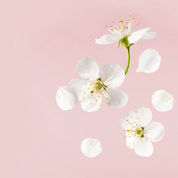 NO. 1108 Fragrance Oil for Soaps & Candles - Inspired by: Cherry Blossom by Bath & Body Works