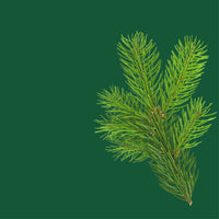 NO. 2000 Fragrance Oil for Cold Air Diffusers - Inspired by: Fierce by Abercrombie & Fitch