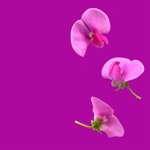 NO. 37 Fragrance Oil for Soaps & Candles - Garden Sweet Pea