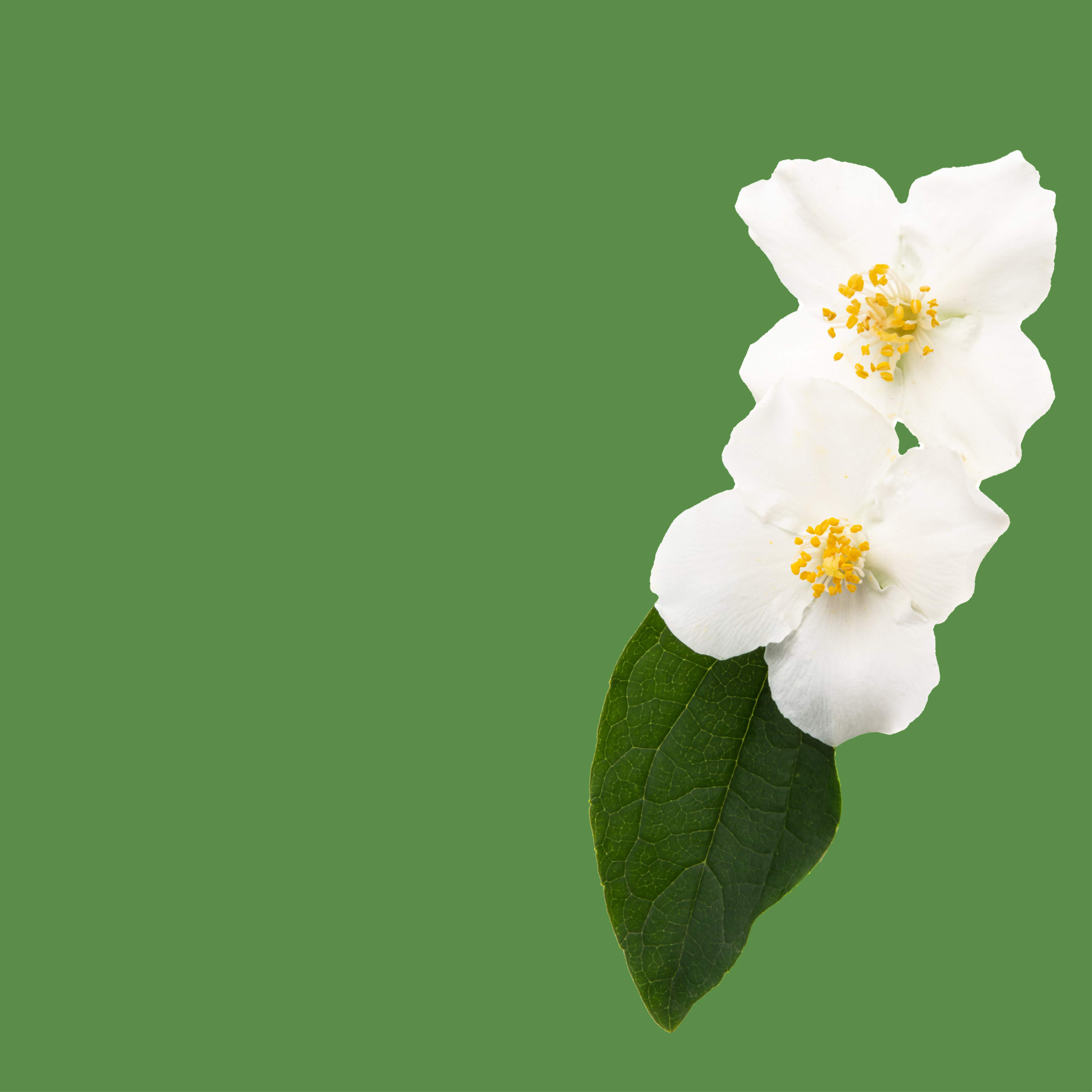 NO. 38 Fragrance Oil for Soaps & Candles - Gardenia