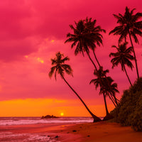 NO. 41 Fragrance Oil for Soaps & Candles - Hawaiian Sunrise