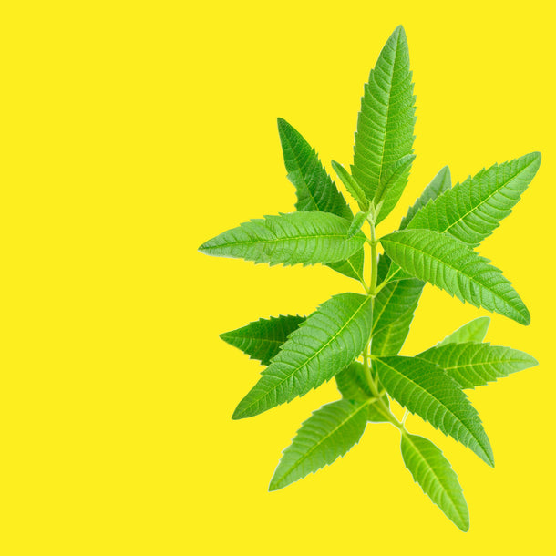 NO. 48 Fragrance Oil for Soaps & Candles - Lemon Verbena